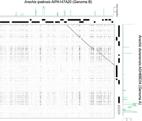 Figura  29:  Gráfico  de  comparação  das  sequências  homeólogas  dos  genomas  A  (clone  BAC  ADH68E04)  e  B  (clone BAC AIPA147A20)