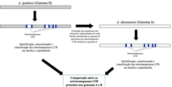 Figura  30:  Identificação  de  retrotransposons  LTR  nos  genomas  A  e  B  de  A.  duranensis  e  A