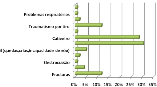 Gráfico 4: Distribuição das categorias dos casos acompanhados  