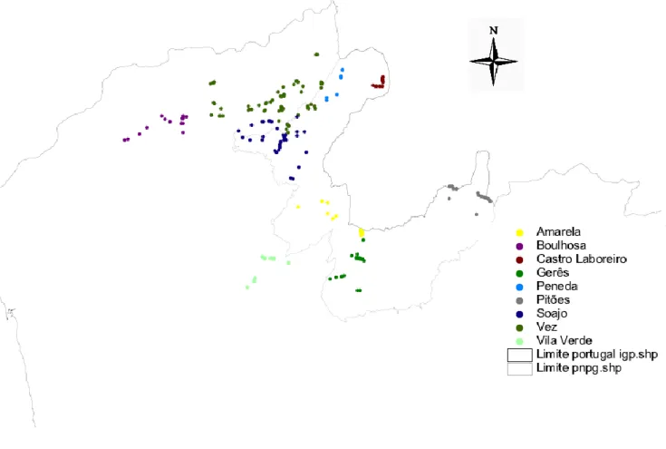 Fig.  2 :  Mapa  com  os  pontos  de  GPS  por  alcateias,  a  norte  do  rio  Douro  pertencentes  ao  núcleo  populacional da Peneda/Gerês 