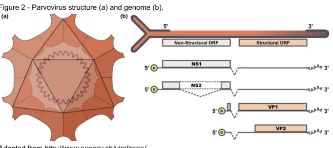 Figure 2 - Parvovirus structure (a) and genome (b).