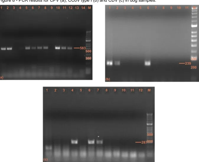 Figure 8 - PCR results for CPV (a), CCoV type I (b) and CDV (c) in dog samples.