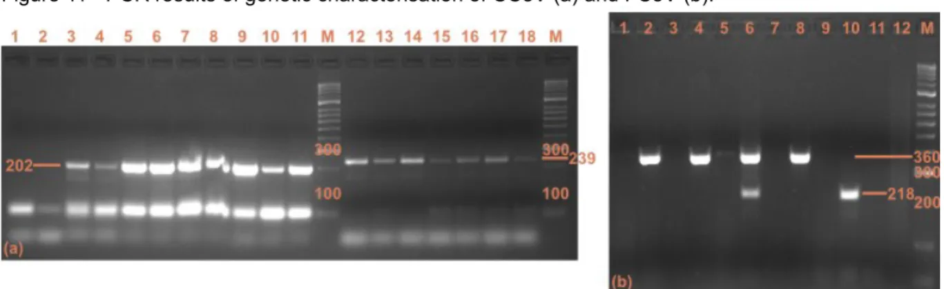 Figure 11 - PCR results of genetic characterisation of CCoV (a) and FCoV (b).