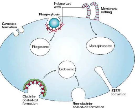 Figura 2: Mecanismos de endocitose. Existem várias vias de internalização, a mais  bem caracterizada é a via dependente de clatrina, que leva à formação de vesículas  cobertas através da interação de proteínas de membrana com adaptadores