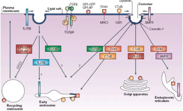 Figura 4: Vias de endocitose independentes de clatrina. Moléculas de superfície  como Simian virus 40 (SV40), subunidade B da cólera toxina (CTxB), proteína verde  fluorescente ancorada por GPI (GPI-GFP), proteínas ancoradas por GPI (GPI-Aps),  TGF β R ( t