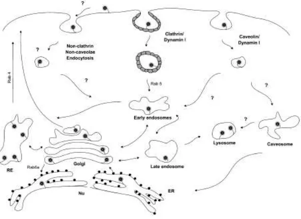 Figura 5: Endocitose e localização subcelular de PrP c .  É proposto que PrP c  siga  a mesma via biossintética que as outras proteínas ancoradas por GPI, sendo  direcionada do ER (retículo endoplasmático) para o Golgi e deste para membrana  plasmática