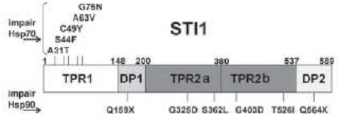 Figura  6a: Domínios estruturais da STI-1. A STI-1 possui domínios de ligação às  chaperonas HSP70 e HSP90, formados por tetratricopeptídeos repetidos (TPR), e  domínios de ativação a receptor esteróide, ricos em aspartato e prolina (DP)