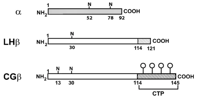 Figura  2.  Diagrama esquemático das subunidades beta do LH e hCG. A subunidade α comum, com  dois  sítios  de  ligação  aos  oligossacarídeos  (N),  subunidade  LHβ  com  um  sítio  de  ligação  e  seu  heptapeptídeo  COOH  hidrofóbico  (área  hachurada  