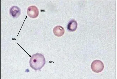 Figura 8: Micronúcleos (MN) em eritrócitos policromáticos (EPC) e normocromático (ENC)
