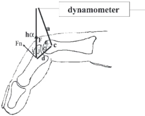 Figure 6 - System of forces applied on the proximal interphalangeal joint at 45 0  and establishement of the force Fn according to length “h” at different degrees of joint flexion “a” and “b” angle
