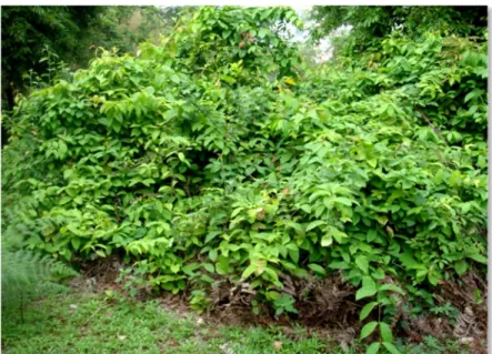 Figura  4  –  Arbusto  de  Mascagnia  rigida  do  canteiro  de  Plantas  Tóxicas  da  Escola  de  Veterinária  da 