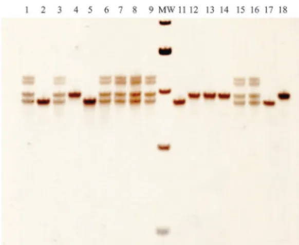Figure 1 shows the detection of PCR products in 8%
