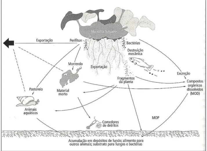 Figura  2  –  Algumas  funções  das  plantas  aquáticas  nos  ciclo  biogeoquímicos  e  nos  fluxos  de  nutrientes e MOP (matéria orgânica particulada) entre sedimento, macrófitas aquáticas, microflora  epifítica e perifíton (Fonte: Tundisi &amp; Tundisi 