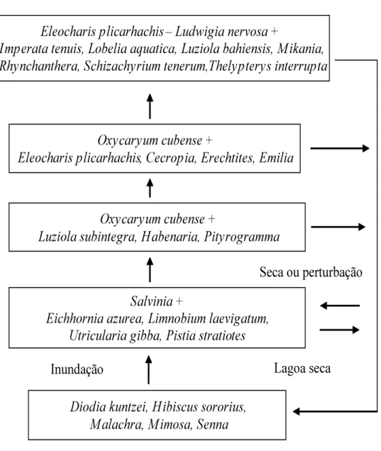 Figura 3: Modelo de sucessão da vegetação aquática de lagoas no Pantanal, culminando com ilhas  flutuantes com espécies arbustivas (Fonte: Pott &amp; Pott 2003)