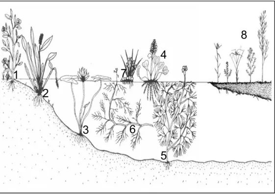 Figura  2  –  Esquema  de  macrófitas  aquáticas  adaptado  de  Pott  &amp;  Pott  (2000)  a  partir  das  formas  biológicas  de  Irgang  et  al
