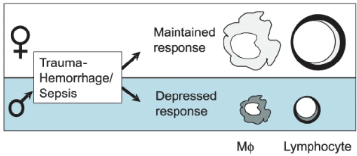 Figure 1 - Schematic illustration of the effect of gender on cell-mediated immune responses following trauma and severe blood loss.