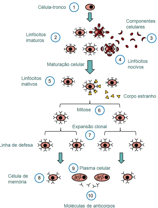 Figura 2.1: Esquema de funcionamento do princ´ıpio da sele¸c˜ ao clonal.