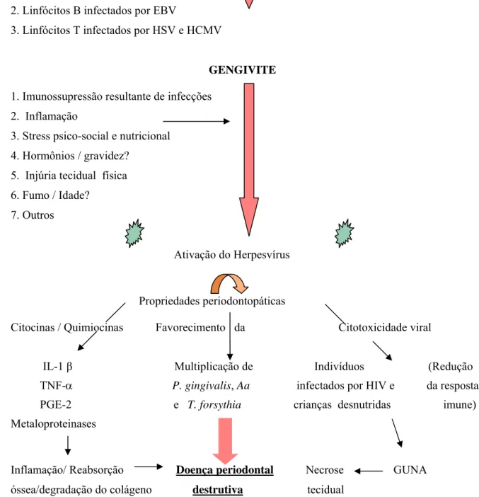 FIGURA  1 -   Modelo para a periodontite relacionada ao herpesvírus.  FONTE       -   Adaptado de SLOTS &amp; CONTRERAS, 2000