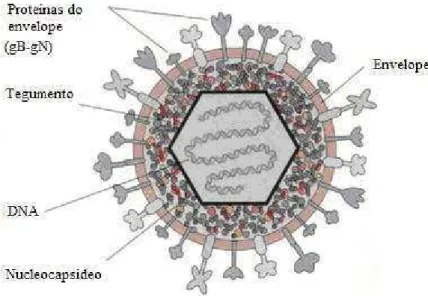 Ilustração  1     Estrutura  do  HSV-1.  A  partícula  viral  é  composta  por:  um  envelope:  lipídico,  com  glicoproteínas na superfície, um tegumento, um capsídeo que tem a forma icosaédrica e um genoma  de fita dupla de DNA