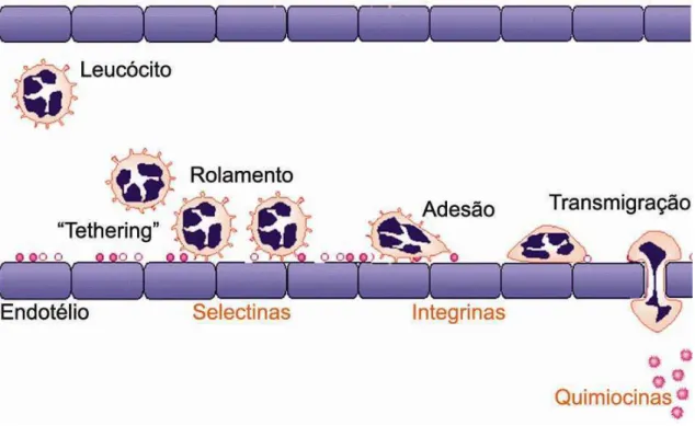 Ilustração 3: Etapas do recrutamento de leucócitos. Inicialmente o leucócito e capturado (tethering)  pelas  células  endoteliais