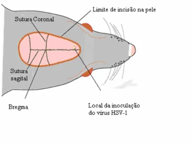 Ilustração 4 Esquema representativo do local de inóculo do Vírus HSV-1 no crânio dos camundongos 