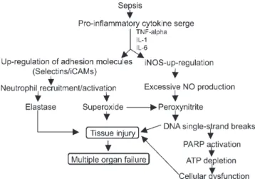 Figure 1 - Role of selections and excessive nitric oxide in sepsis-related tissue injury.