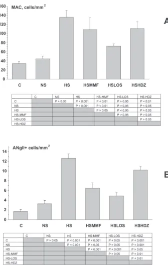 Figure 3 - A – Density (in cells/mm 2 ) of renal interstitial infiltration by macrophages (MAC, panel A) and cells staining positively for AngII (AngII+, panel B) at the end of the study (Day 110)