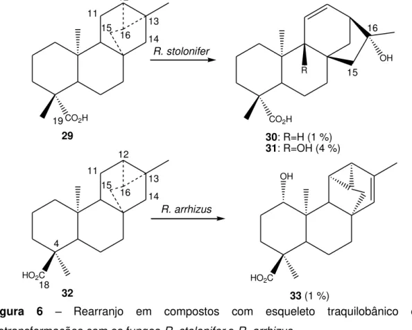 Figura  6  –  Rearranjo  em  compostos  com  esqueleto  traquilobânico  em  biotransformações com os fungos R