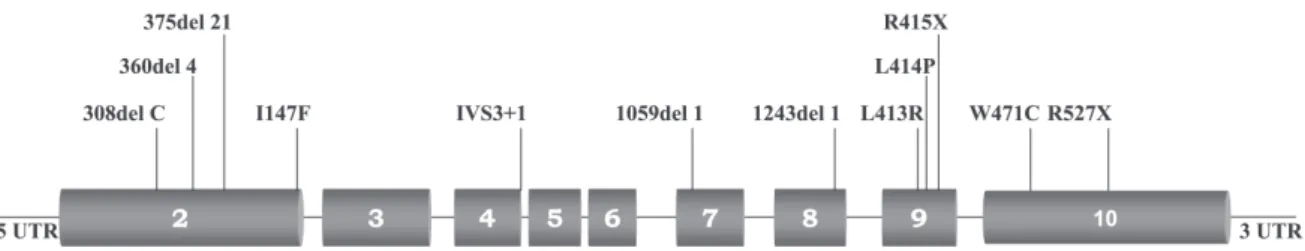 Figure 1 - The coding region (exons 2-10) of the MEN1 gene. MEN1 mutations identified in 13 MEN1 index cases are indicated