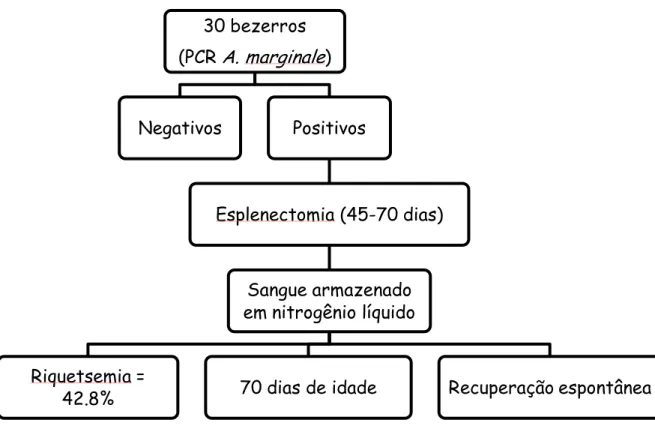 Figura  2.  Organograma  da  metodologia  de  identificação  e  isolamento  de  A.  marginale  de  origem  congênita em bezerros recém-nascidos 