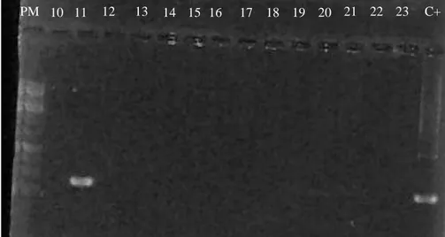 Figura 4. Identificação de animal positivo em gel de agarose 1% após eletroforese com produto da nested  PCR com alvo no msp4