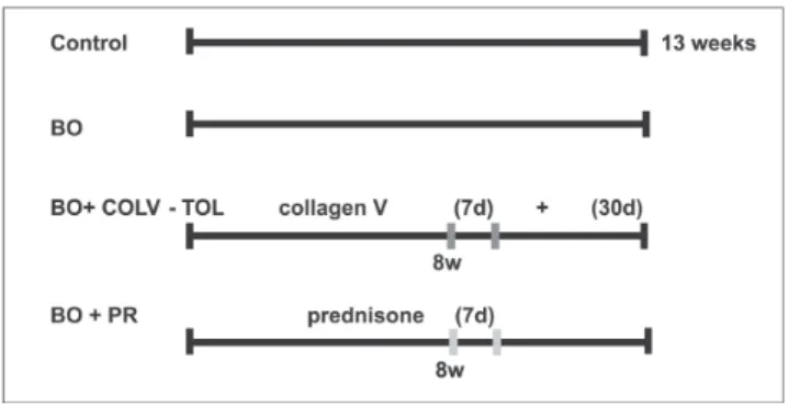 Figure 1 - Experimental Design: (i) group (CTRL): no procedures; (ii) bronchiolitis obliterans group (BO): single nasal HNO 3 solution instillation;