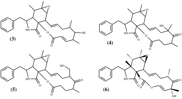 Figura 5. Citochalasinas, substâncias anticancer produzidas pelo endofítico  Rinocladiella sp
