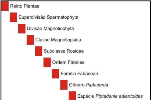 Figura 8. Hierarquia taxonômica de Piptadenia adiantoides 