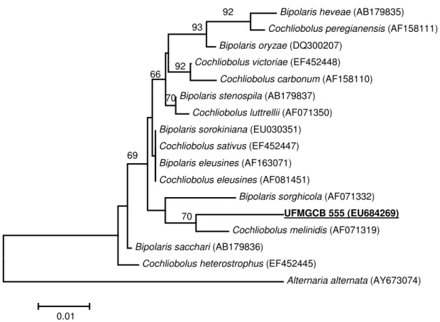 Figure  1.  Phylogenetic  tree  depicting  the  relationships  between  UFMGCB-555  and 