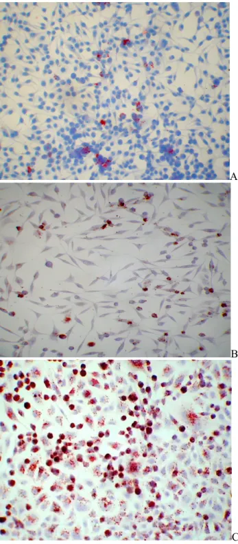 Figura  1:  PHE-UFMG/BR2011  em  células  McCoy.  Coloração  por  imunoperoxidase  indireta  em  lâmina  de  vidro  utilizando  anticorpo  monoclonal  específico  contra  L