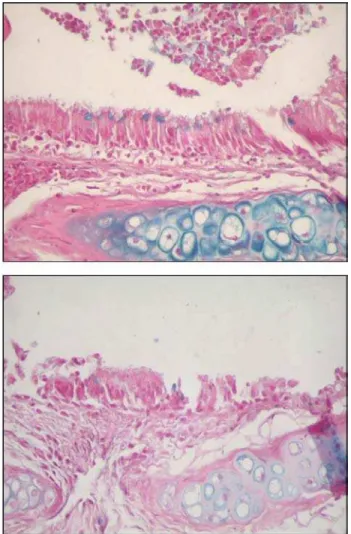 Figure 9 - Quantity of neutral mucus in respiratory epithelium from saline (A) and cyclosporin A (B) groups.