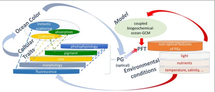 FIGURE 1 | Illustration of phytoplankton diversity as found in nature impacted by environmental conditions, and how it can be derived from observations and modeling