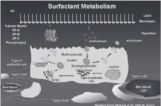 Figure 2 - Surfactant intracellular metabolism. Modified from Whitsett et al 30