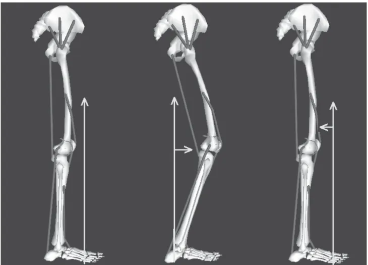 Figure 2 - The illustration of ground reaction force in normal gait, crouch gait and after the use of floor reaction