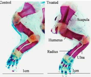 Figure 2 - Photograph of Alizarin red S and alcian blue-stained forelimbs  showing the ossified and unossified portions of bones in pups born to control  or CQ petroleum ether extract-treated mothers