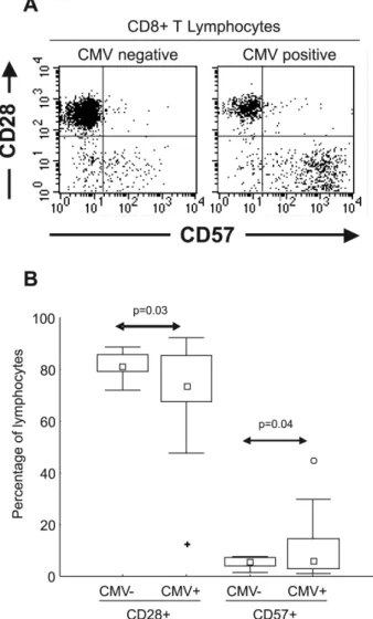 Figure  1  -  (A)  Graphic  representation  of  CD8+  T  lymphocytes  (using  CD3+CD8+ dual staining over a lymphocyte gate) from CMV seronegative  and CMV seropositive healthy subjects