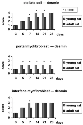 Figure 1 - Bar chart showing the expression of desmin at each phase of the  experiment in young rats (YR) and adult rats (AR)