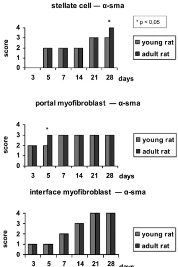 Figure 2 - Bar chart showing the expression of α-SMA at each phase of the  experiment in young rats (YR) and adult rats (AR)