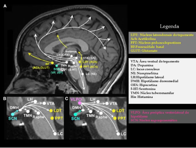 Figura 1: (A) Ativação cognitiva, neuroafectiva promovida pelo sistema ativador ascendente (SAA), com projeções do tronco,  prosencéfalo basal, e hipotálamo; vários neurotransmissores envolvidos; (B) Acão moduladora do núcleo supraquiasmático  sobre  vário