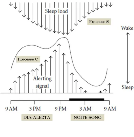 Figura 2: Relação de &#34;quási-oposição&#34; entre os processos circadiário (C) e homeostático (S) que resulta em um  período relativamente ininterrupto de 8 horas de sono noturno
