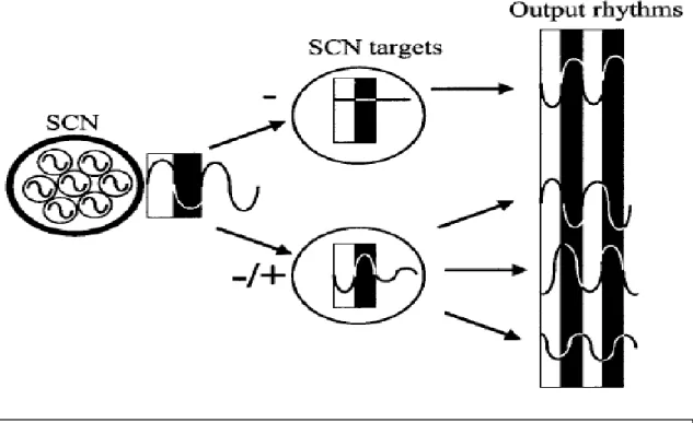 Figura  5:  Organização  do  sistema  circadiano  mamífero,  do  grande  marcapasso  -  SCN  ou  NSQ  (núcleo  supraquiasmático)  para  os  seus  diferentes  alvos  no  cérebro  e  no  corpo  (output  rhythms  =  &#34;ritmos  de  saída&#34;)