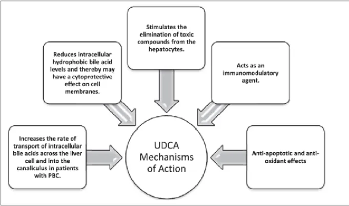 Figura 4- Mecanismos de ação do AUDC(35)   UDCA: Ursodeoxycholic acid 