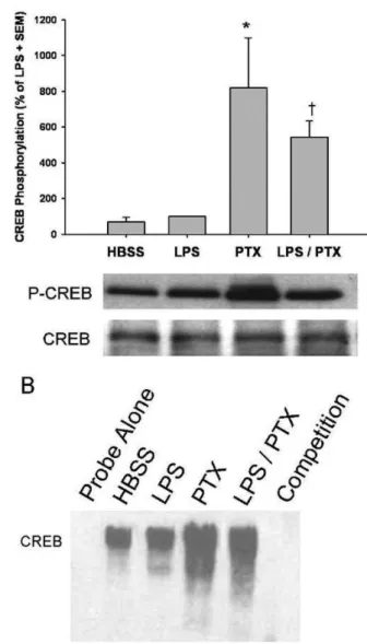 Figure 4. Effects of phosphodiesterase inhibition on LPS-induced CREB  phosphorylation