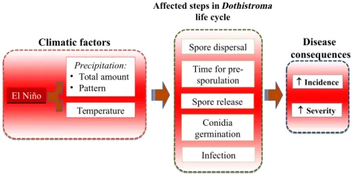 Fig. 2. The potential in ﬂ uence of the El Ni~ no phenomenon on the life cycle of Dothistroma needle blight and resulting disease consequences.
